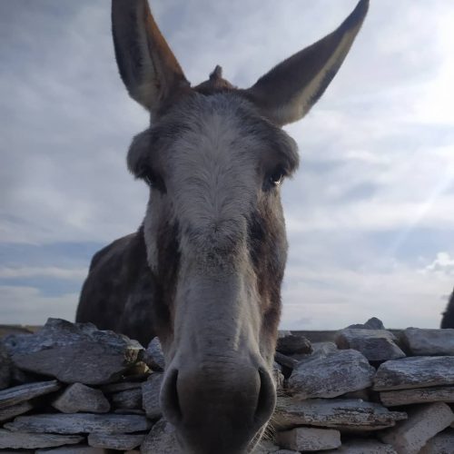 friendly_donkey_Kythnos